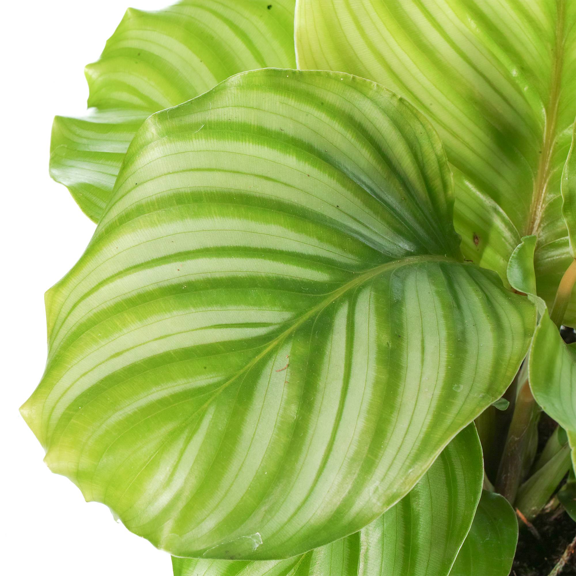 Gardenersdream - 1 X Plante Paon Calathea Orbifolia À Feuilles Persistantes | Cadeau Plante D'Intérieur (30-40Cm Pot Inclus) - GardenersDream - Imagen 3