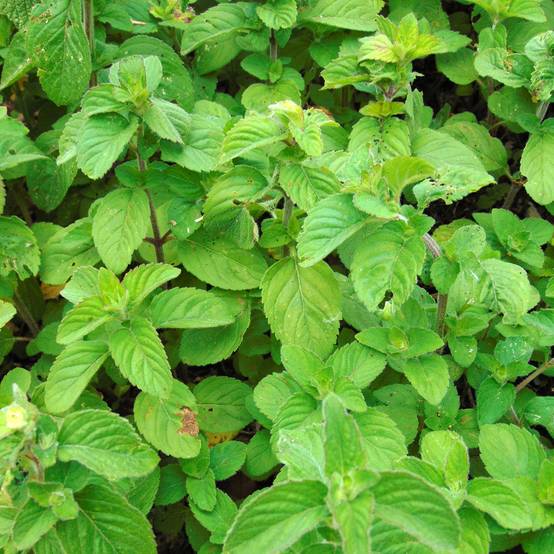 Menthe aquatique - Mentha aquatica Godet de 8/9 cm