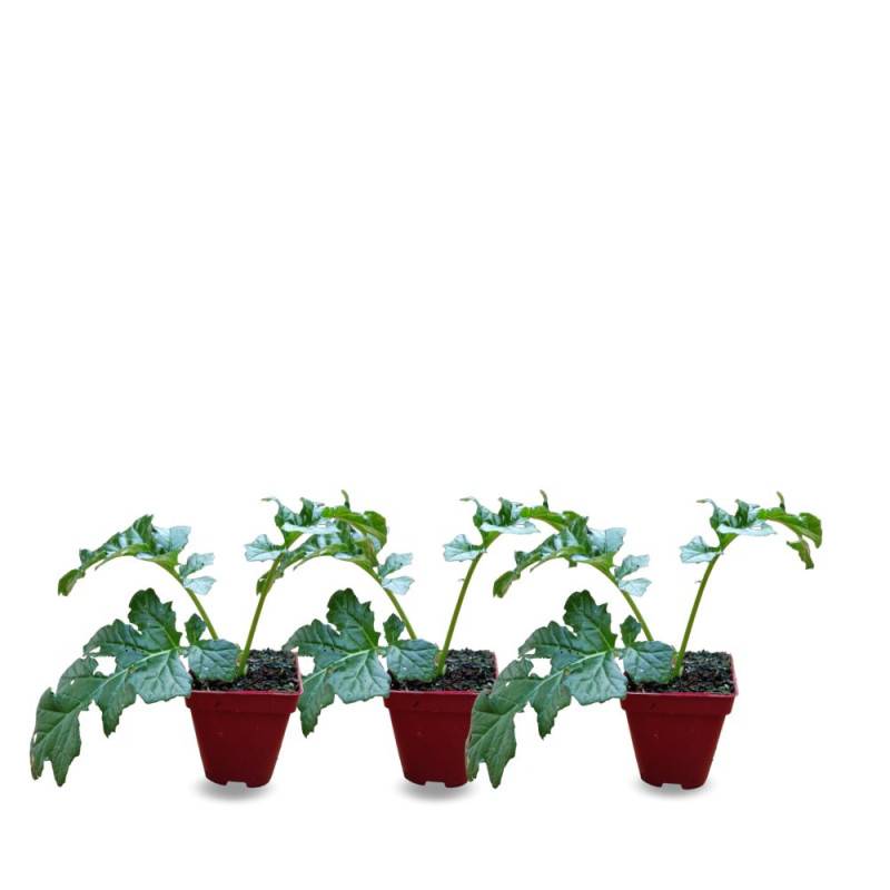 Acanthe Whitewater®, Acanthus à fleurs Rose/ - feuillage Caduc - Godet - 5/20 cm - Imagen 8