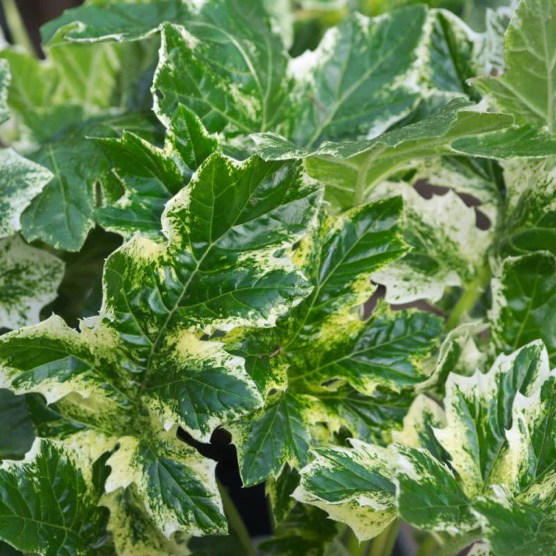 Acanthe Whitewater®, Acanthus à fleurs Rose/ - feuillage Caduc - Godet - 5/20 cm - Imagen 7