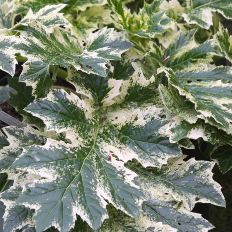 Acanthe Whitewater®, Acanthus à fleurs Rose/ - feuillage Caduc - Godet - 5/20 cm - Imagen 6