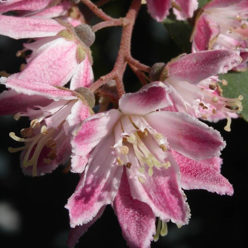 Deutzie Perle Rose, Deutzia à fleurs Rose - feuillage Caduc - Pot de 4L - 20/40 cm- hauteur à maturité De 1,50 m à 2,00 m - Image 4