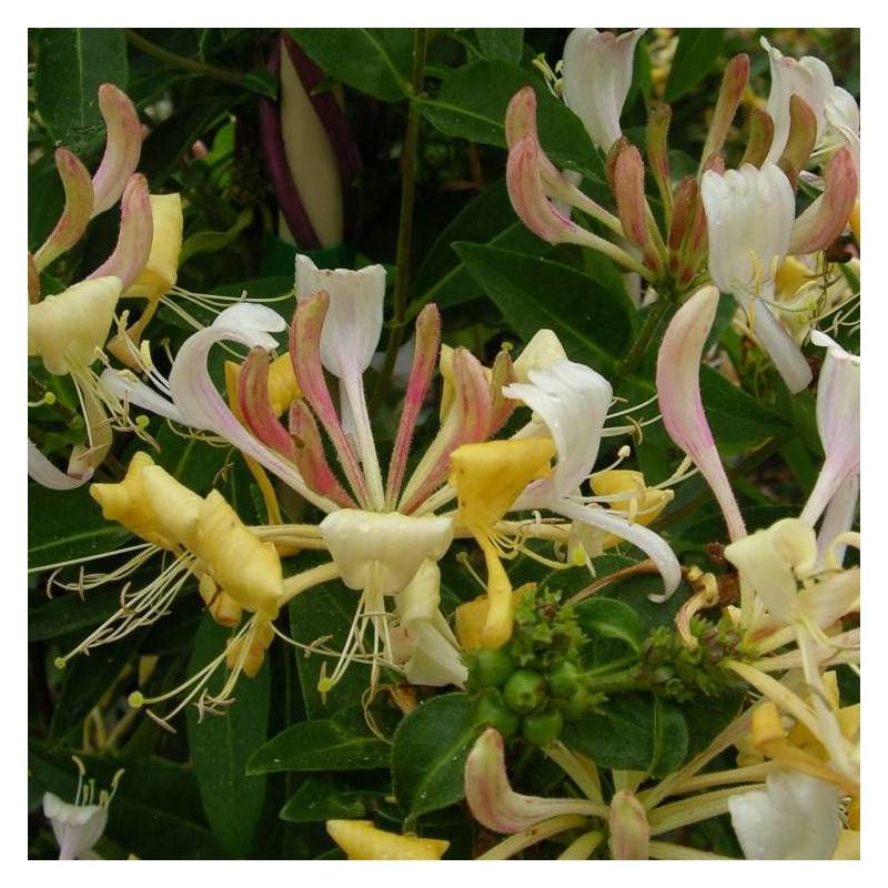 Chèvrefeuille CAPRILIA® Cream 'Inov 71' à fleurs Jaune - feuillage Caduc - Godet - 5/10 cm-  hauteur à maturité De 3,00 m à 5,00 m - Imagen 6