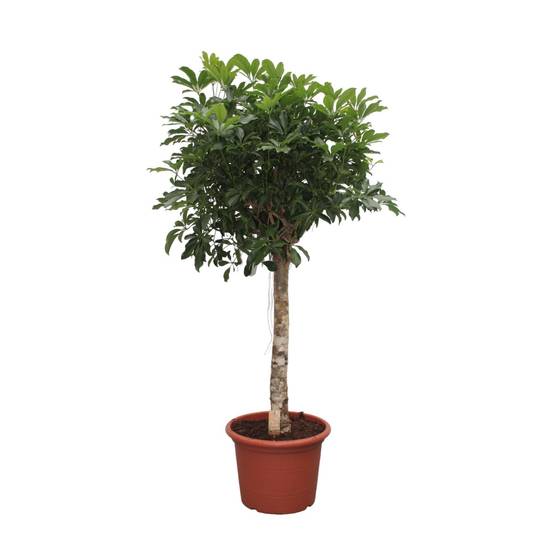 La Green Touch - Schefflera Arboricola Compacta Arbre - D35 H180cm