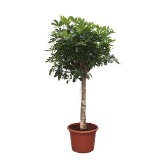 Schefflera Arboricola Compacta Arbre - D35 H180cm