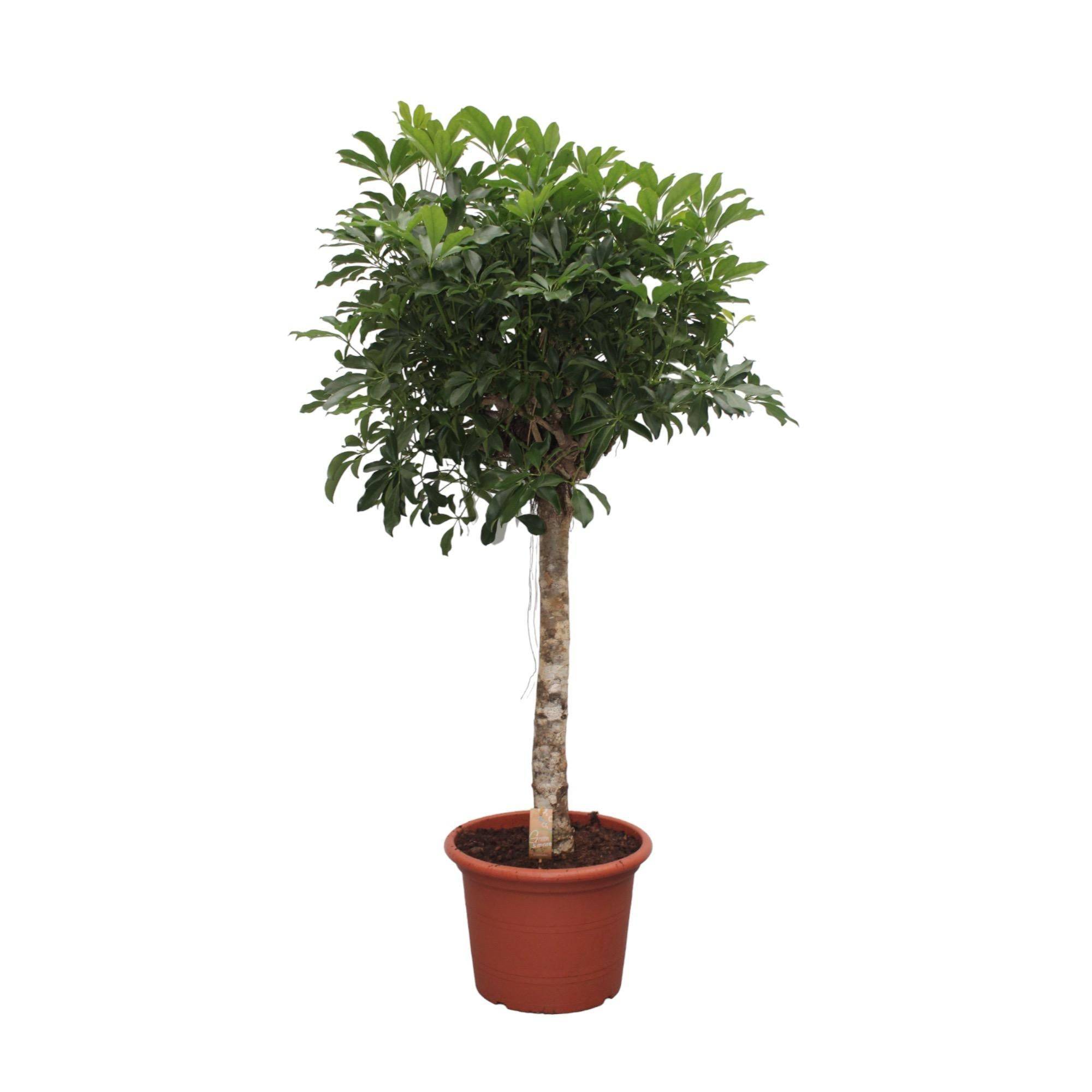 Schefflera Arboricola Compacta Arbre - D35 H180cm