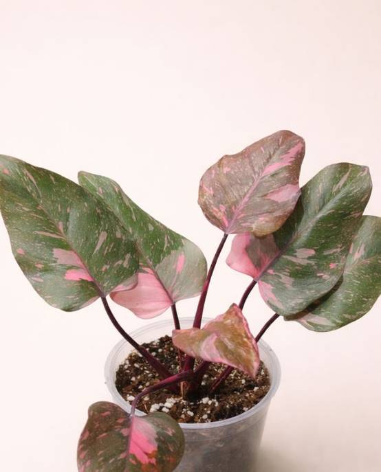 Philodendron Pink Princess Marble Medium D. 17cm H. 30cm - Plante d'intérieur - IndoorPoppies - Image 2