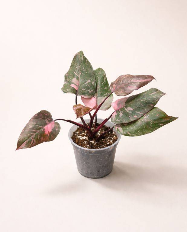 Philodendron Pink Princess Marble Medium D. 17cm H. 30cm - Plante d'intérieur - IndoorPoppies - Image 1
