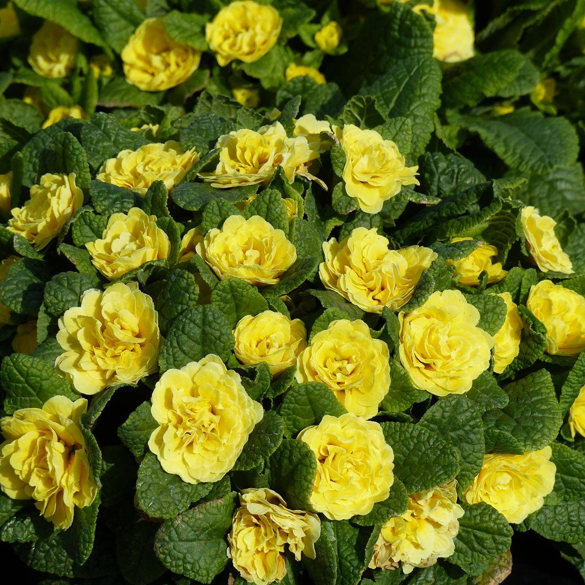 Promesse de Fleurs - Primevère double Belarina Buttercup Yellow - Primula vulgaris Mini-motte Ø 3/4 cm, Plant vert de 3 à 5 cm de haut environ (par 3)