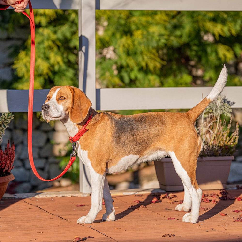 Ferplast - Collier pour Chiens VOGUE CF20/39, Cuir Véritable, Réglable, Boucle en Métal, Marron - Imagen 3