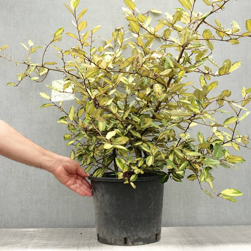 Elaeagnus pungens Maculata - Chalef panaché Pot de 7,5L/10L - Image 2