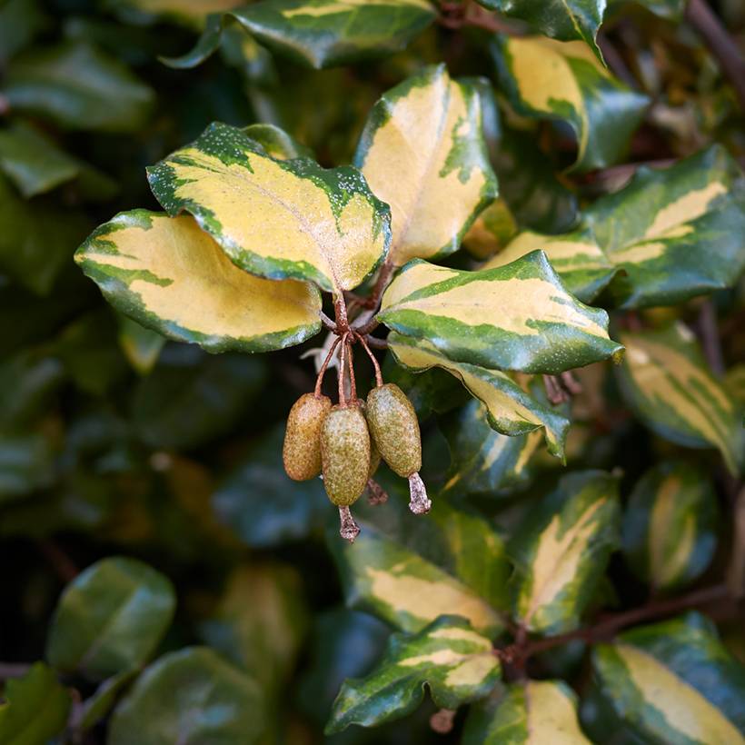 Elaeagnus pungens Maculata - Chalef panaché Pot de 7,5L/10L