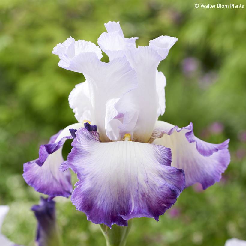 Iris germanica Pastel Printanier - Iris des Jardins Godet de 8/9 cm