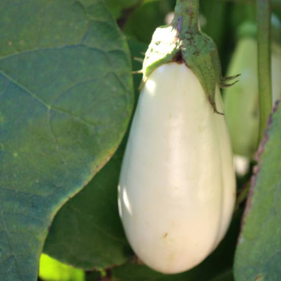 Plant de aubergine clara pot 0,5 l - Image 1