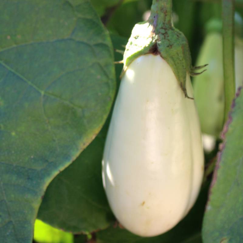 Plant de aubergine clara pot 0,5 l - Image 1