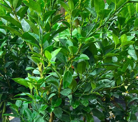 0 - Citrus aurantifolia (citron vert) Pot de 4 litres - 30/50 cm - Image 3