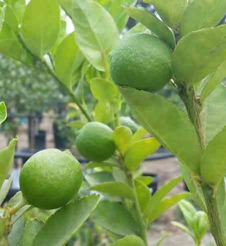 0 - Citrus aurantifolia (citron vert) Pot de 4 litres - 30/50 cm - Image 2