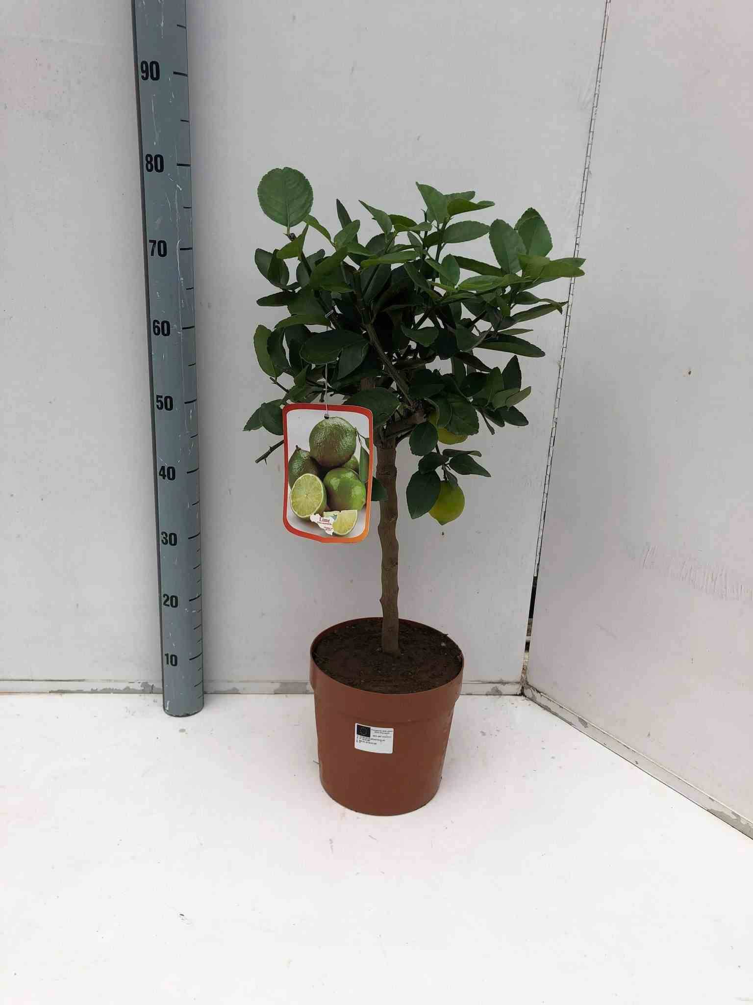0 - Citrus aurantifolia (citron vert) Pot de 4 litres - 30/50 cm - Image 1