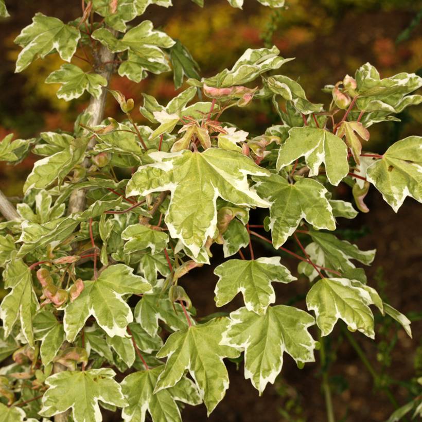 Erable champêtre - Acer campestre Silver Celebration Pot de 7,5L/10L, Tige