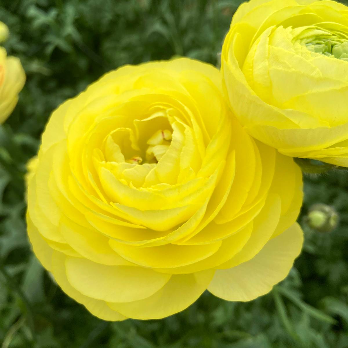 Promesse de Fleurs - Renoncule des fleuristes Romance Quimper – Ranunculus asiaticus Bulbe calibre 8+