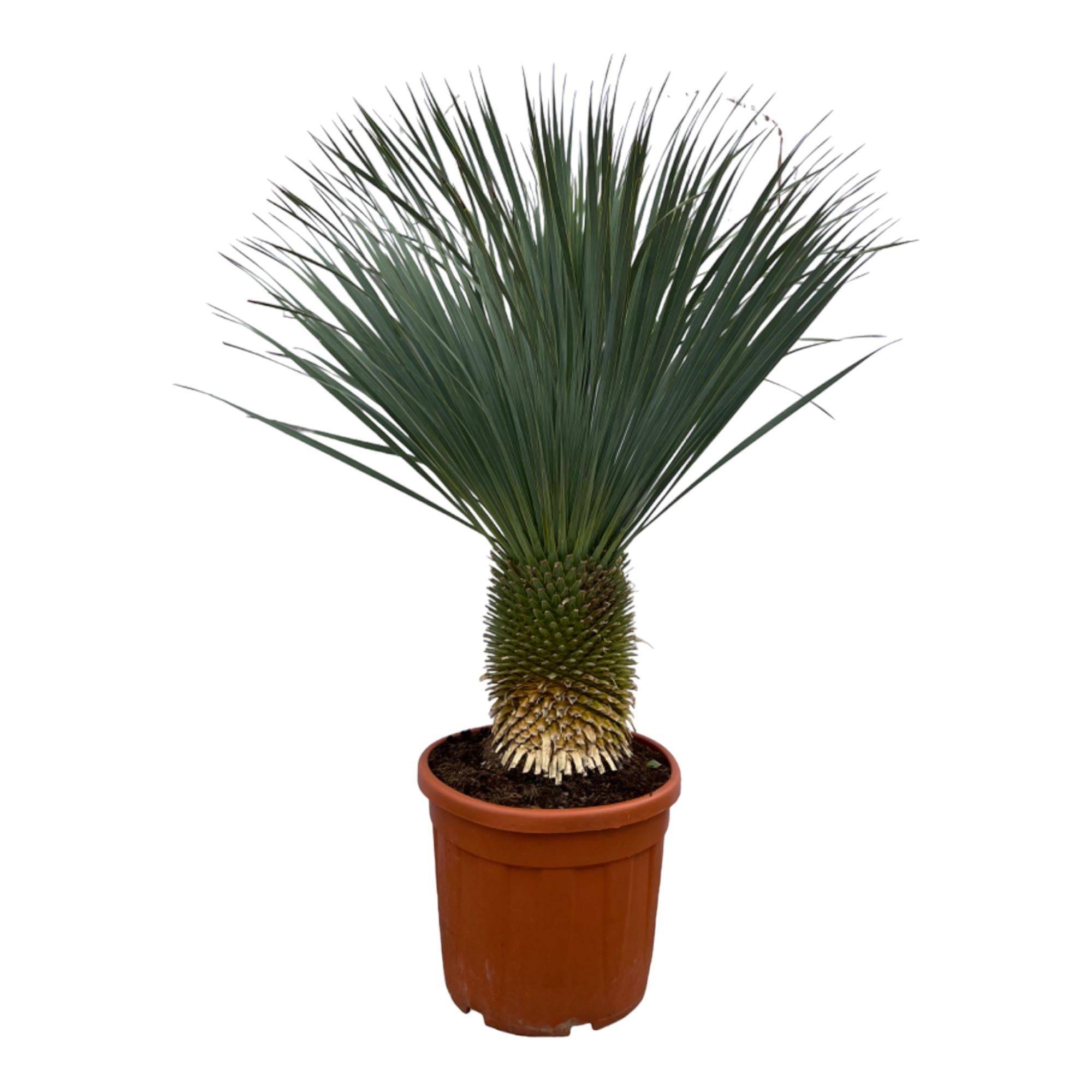 Yucca Rostrata - D50 H150cm