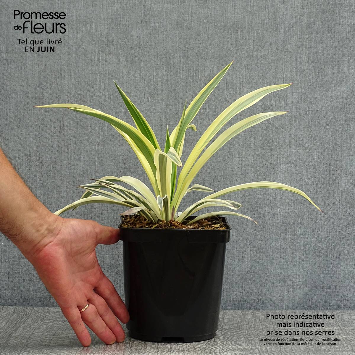 Yucca Bright Star - Yucca panaché Pot de 2L/3L - Image 2