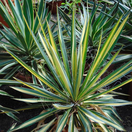 Yucca Bright Star - Yucca panaché Pot de 2L/3L - Image 1