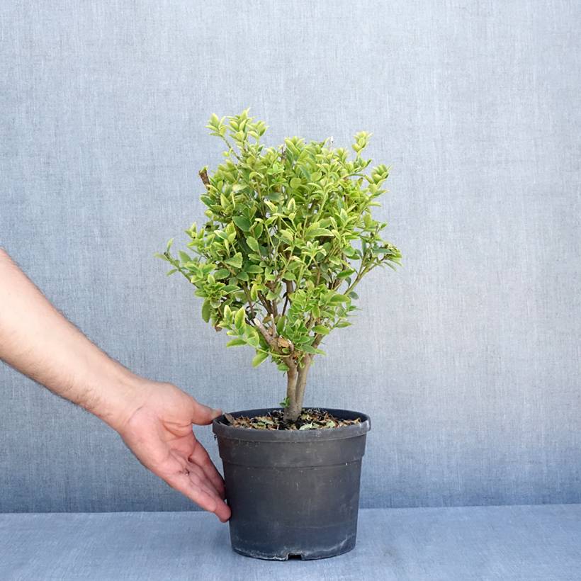 Ilex maximowicziana Kanehirae - Houx Mutchagara Pot de 3L/4L - Image 2