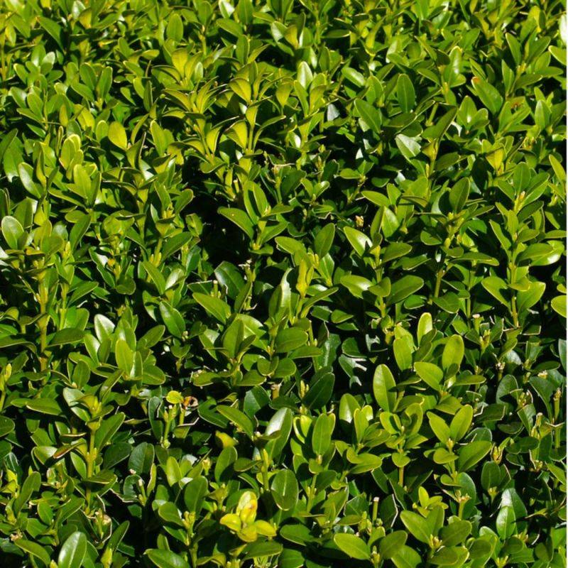 Buis commun à feuilles rondes (Buxus sempervirens 'Rotundifolia') - Godet - Taille 13/25cm - Pépinières Naudet