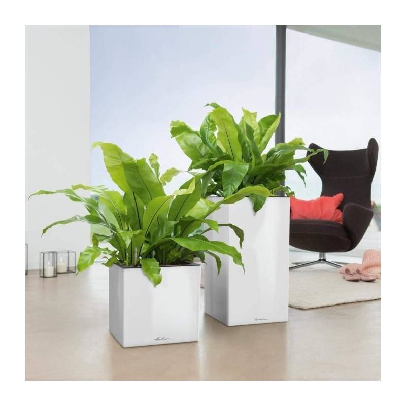 Lechuza - Pot De Fleur Lechuza Canto Premium Colonne 40 - Kit Complet, Anthracite Métallique - Imagen 5