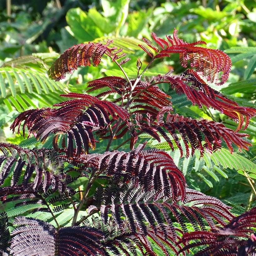 Albizia julibrissin Summer Chocolate - Arbre à soie Pot de 3L/4L