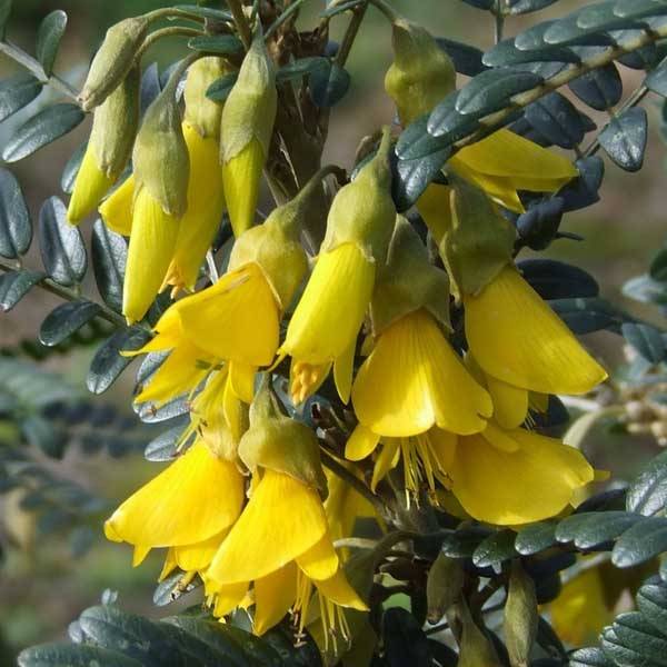 Promesse de Fleurs - Sophora microphylla Sun King Pot de 2L/3L - Image 1