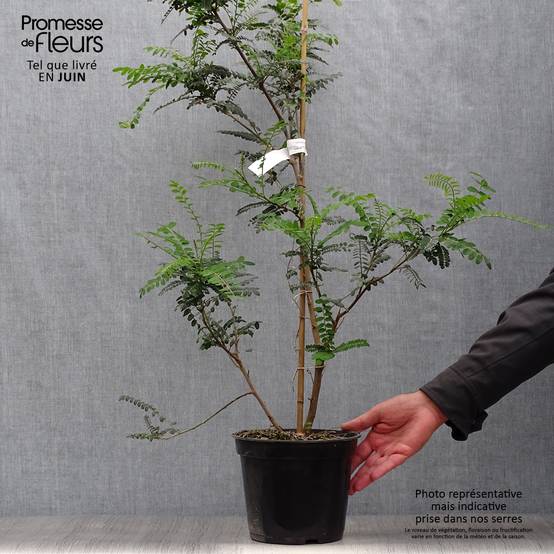 Promesse de Fleurs - Sophora microphylla Sun King Pot de 2L/3L - Image 2