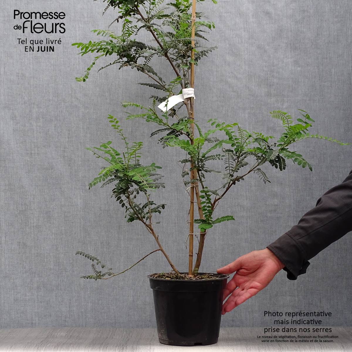 Promesse de Fleurs - Sophora microphylla Sun King Pot de 2L/3L - Image 2