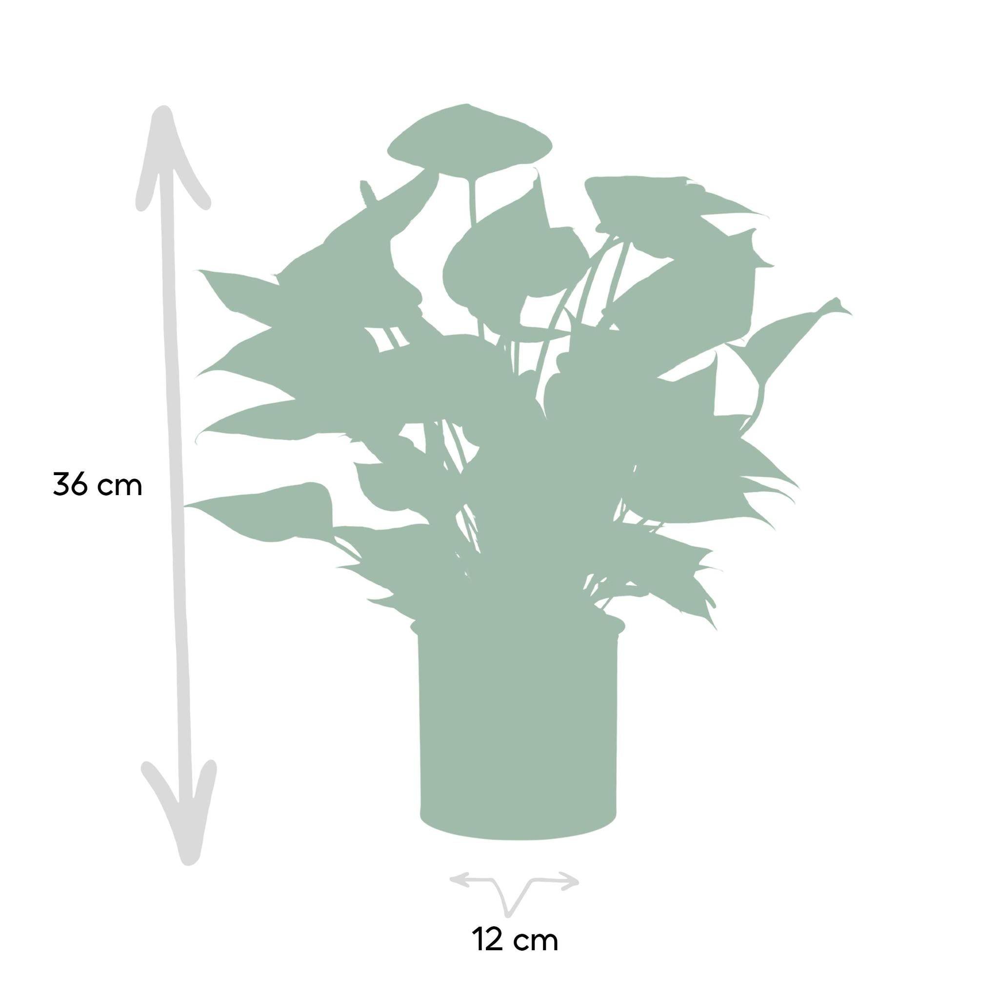 La Green Touch - Anthurium andreanum Diamond Red et son pot- La Green Touch Beige - Hauteur 45cm - Imagen 4
