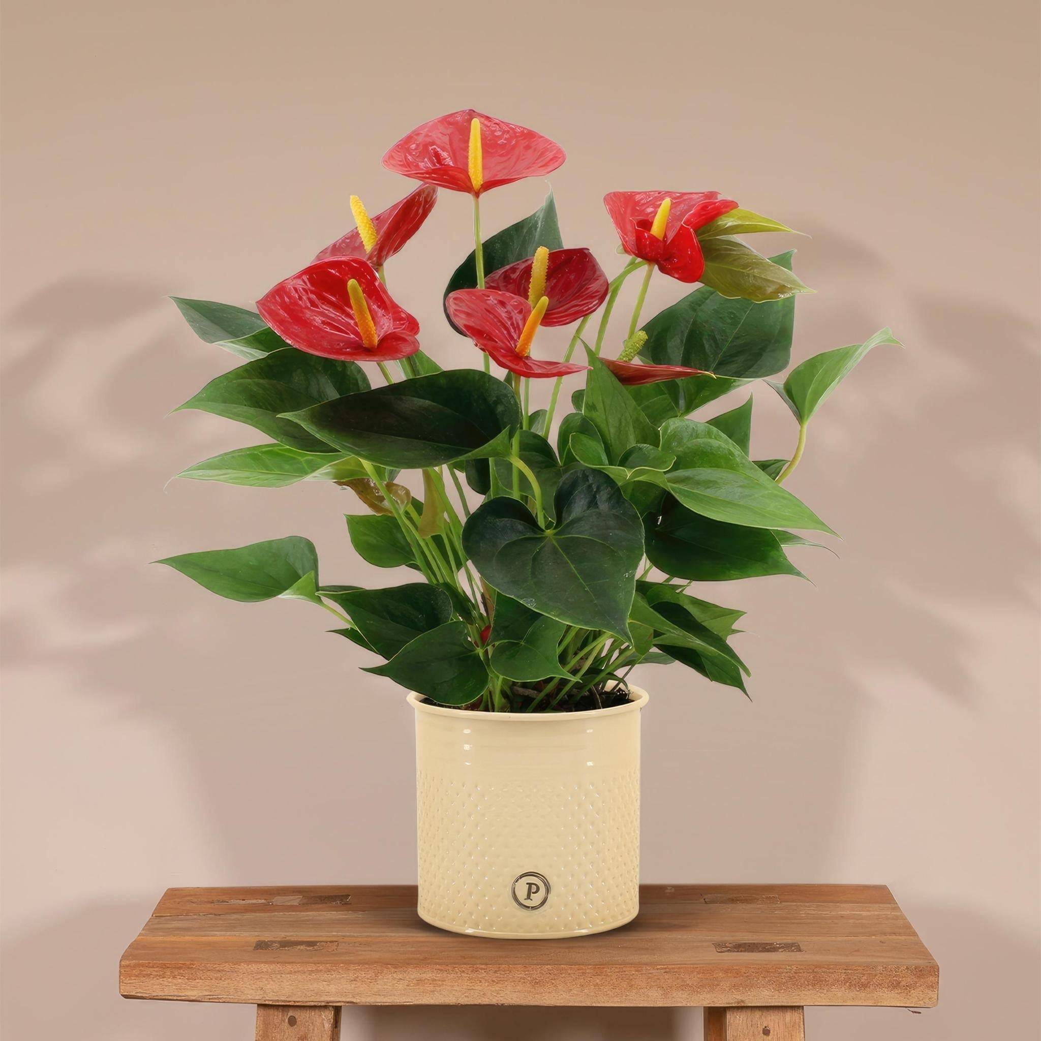 La Green Touch - Anthurium andreanum Diamond Red et son pot- La Green Touch Beige - Hauteur 45cm - Imagen 2