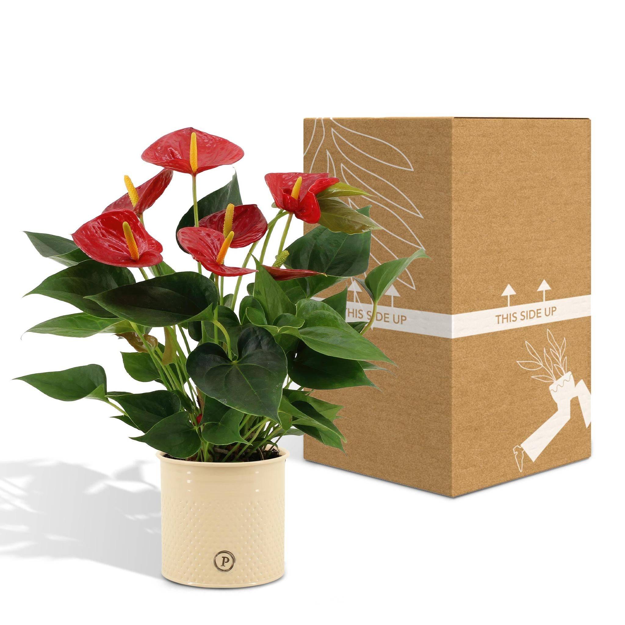 La Green Touch - Anthurium andreanum Diamond Red et son pot- La Green Touch Beige - Hauteur 45cm - Imagen 5
