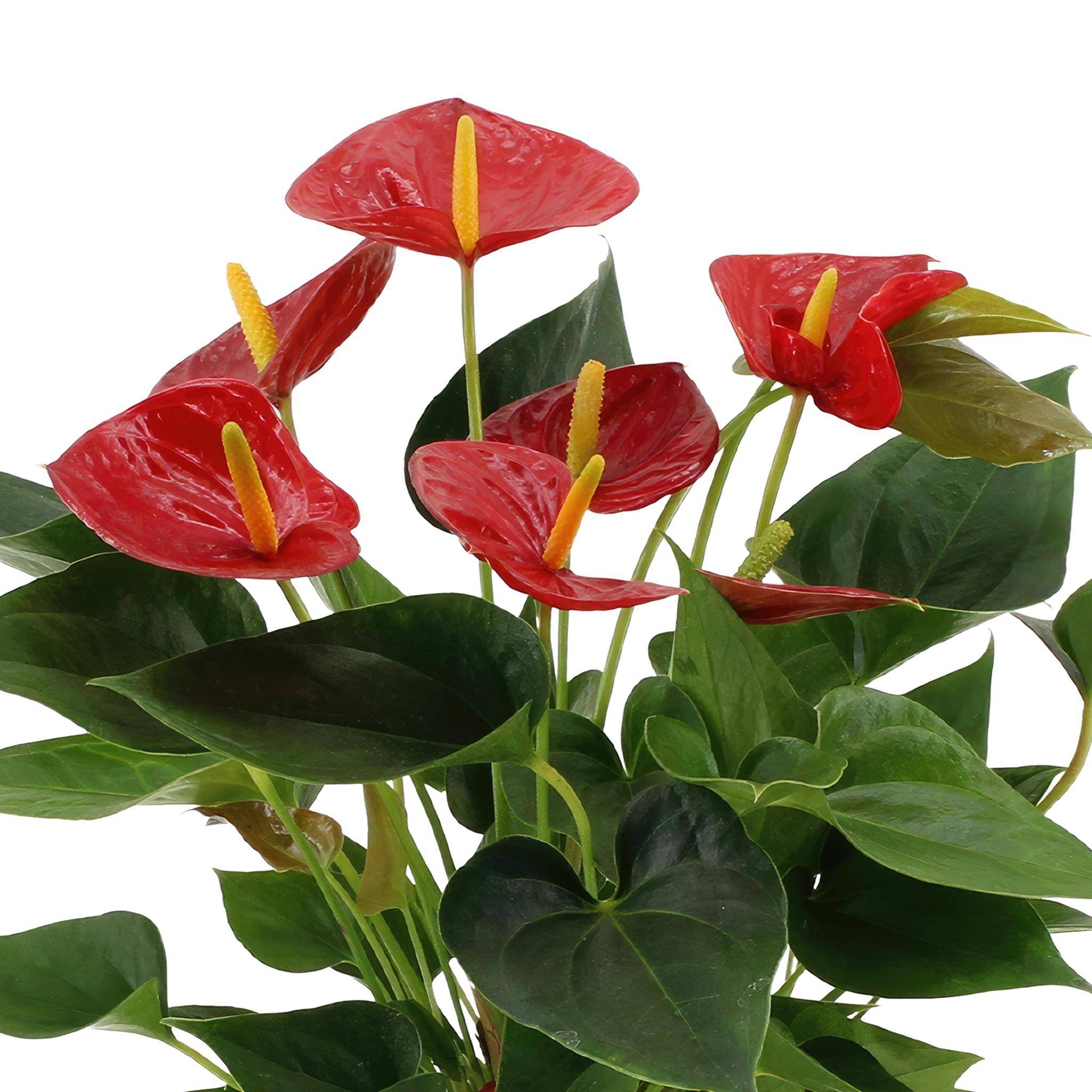 La Green Touch - Anthurium andreanum Diamond Red et son pot- La Green Touch Beige - Hauteur 45cm - Imagen 3