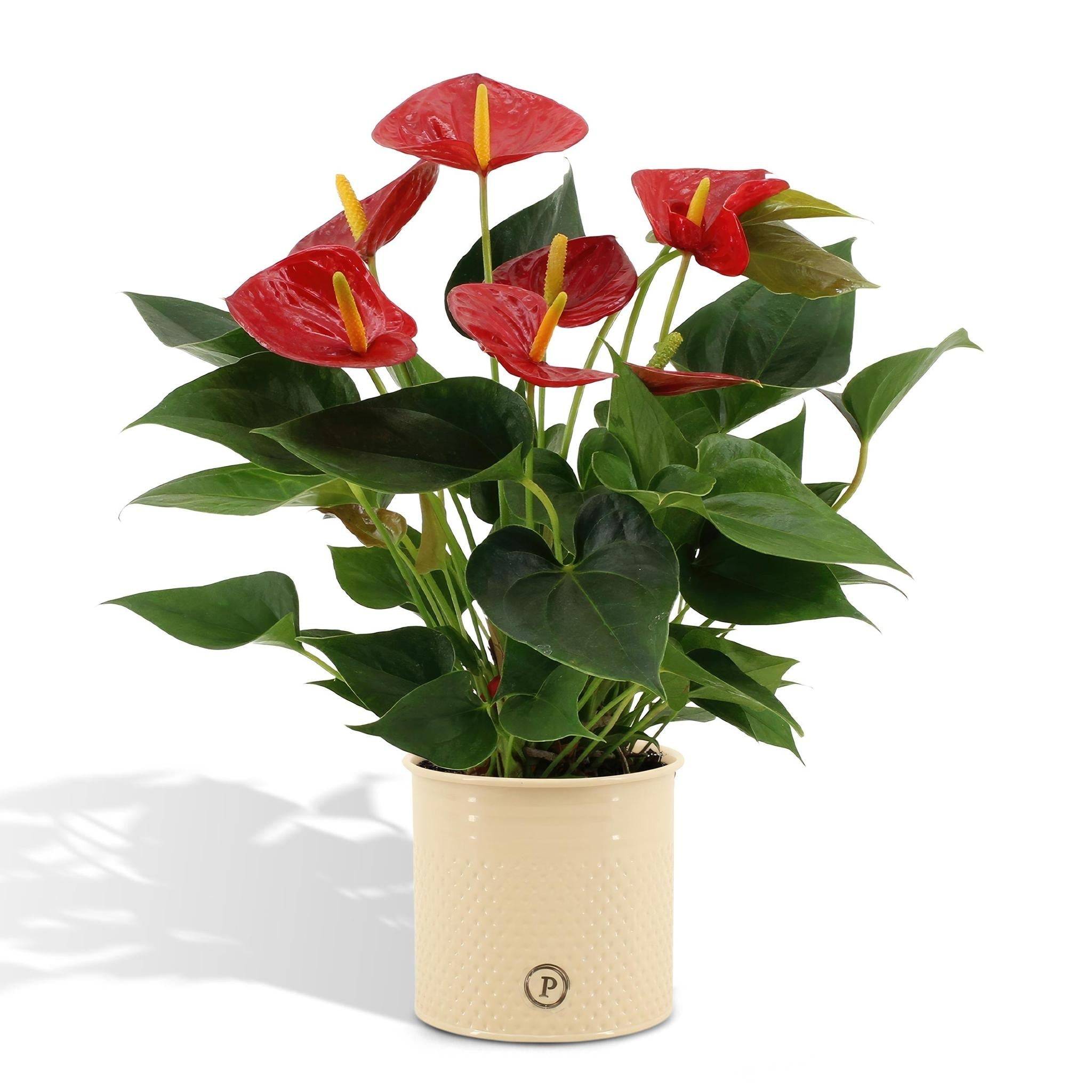 La Green Touch - Anthurium andreanum Diamond Red et son pot- La Green Touch Beige - Hauteur 45cm - Imagen 1