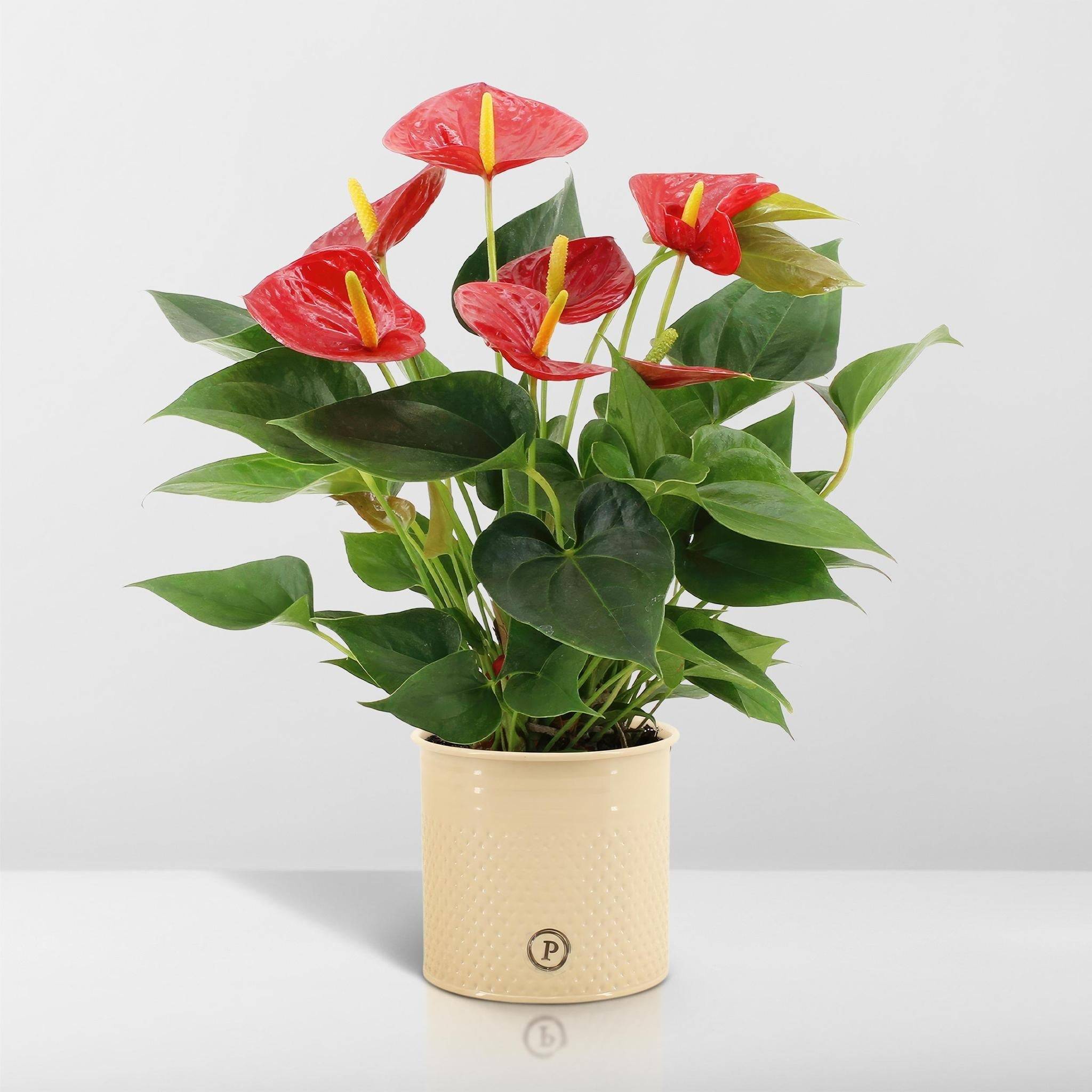 La Green Touch - Anthurium andreanum Diamond Red et son pot- La Green Touch Beige - Hauteur 45cm - Imagen 6