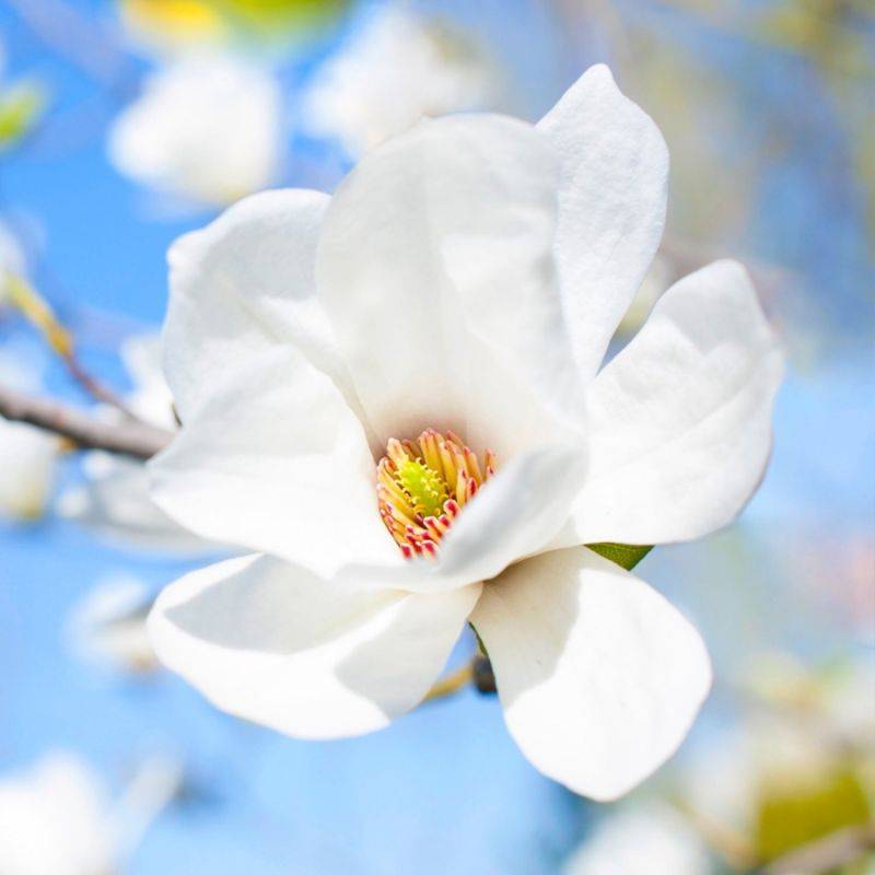 Magnolia de Soulange 'Alba Superba' (Magnolia soulangeana 'Alba Superba') - Godet - Taille 15/30cm - Pépinières Naudet - Image 1
