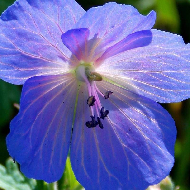 Géranium vivace Johnson's Blue à fleurs Bleue/ - feuillage Persistant - Godet - 5/20 cm - Imagen 1