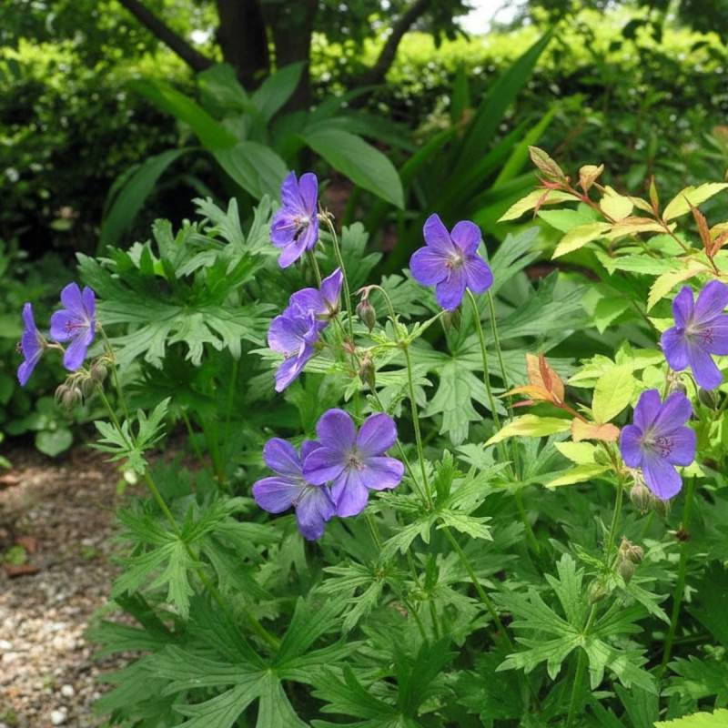 Géranium vivace Johnson's Blue à fleurs Bleue/ - feuillage Persistant - Godet - 5/20 cm - Imagen 3