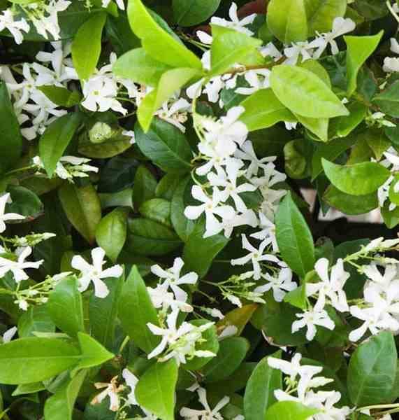 Sans Marque - Jasminum sambac cv. Flore Pleno Grand-Duc de Toscany 2 Pot de 2 litres - 10/30cm - Image 4
