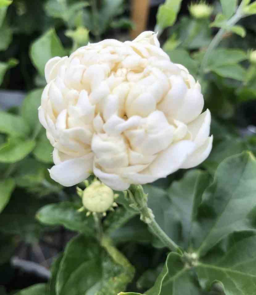 Sans Marque - Jasminum sambac cv. Flore Pleno Grand-Duc de Toscany 2 Pot de 2 litres - 10/30cm