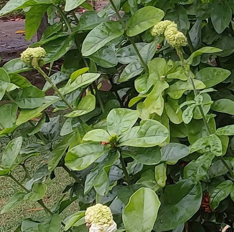 Sans Marque - Jasminum sambac cv. Flore Pleno Grand-Duc de Toscany 2 Pot de 2 litres - 10/30cm - Image 3