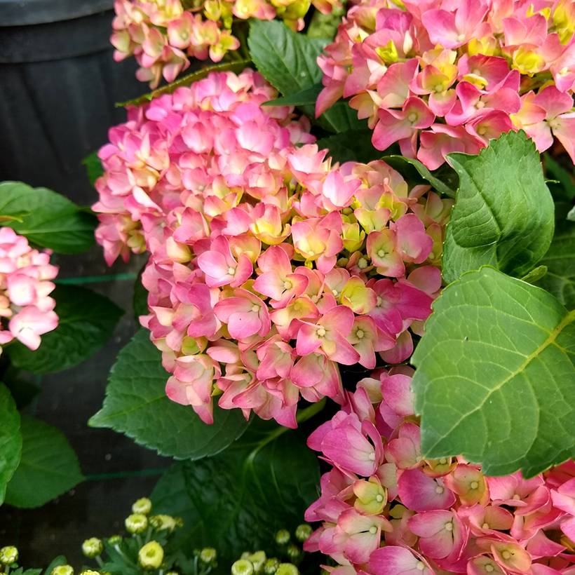 Hortensia - Hydrangea macrophylla Gräfin Cosel Pot de 3L/4L