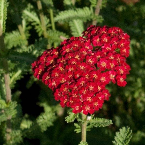 Achillée millefolium Summerwine Godet de 8/9 cm