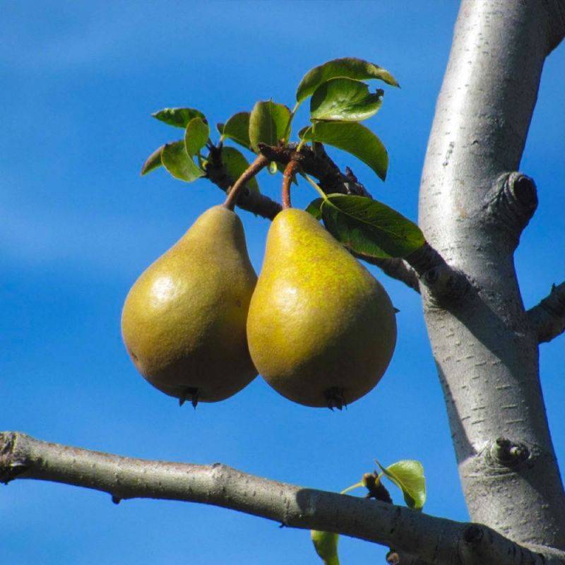 Poirier 'Beurré Hardy' (Pyrus communis 'Beurré Hardy') - Scion de 100cm - Pépinières Naudet - Imagen 1