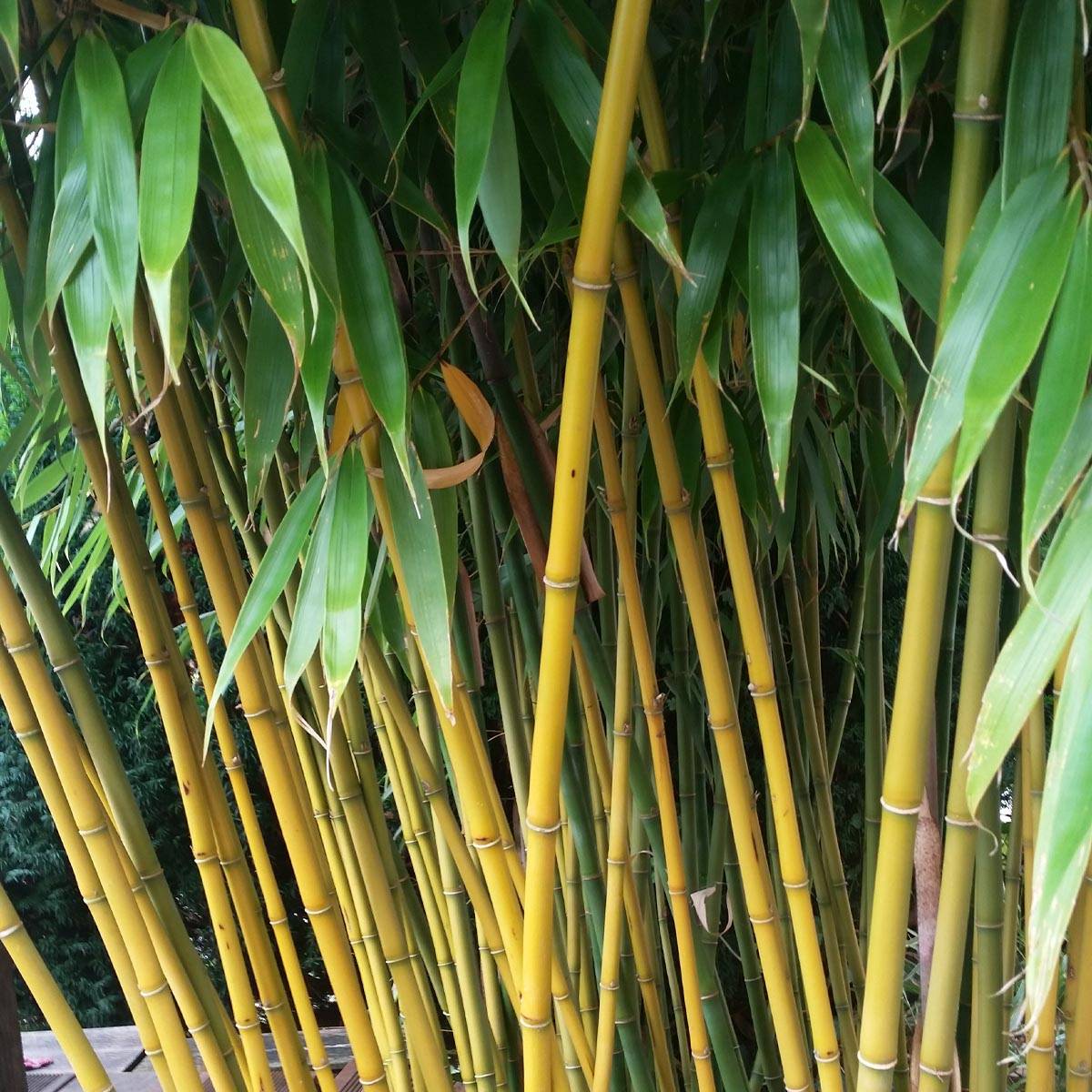 Fargesia robusta Wolong - Bambou non traçant Pot de 4L/5L